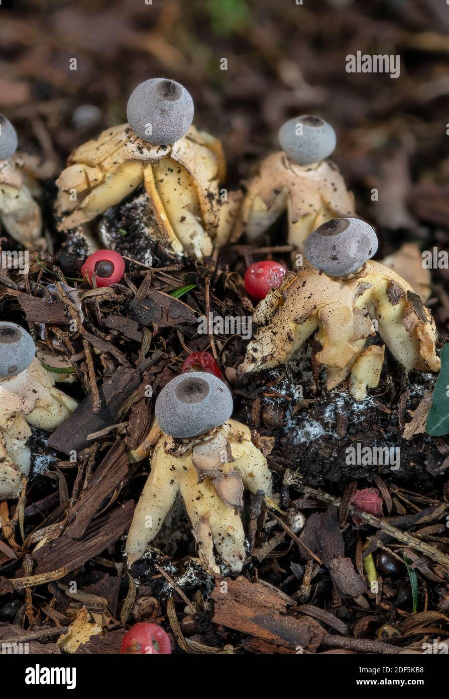 Un fungo endemico di Earthstar, Geastrum pitannicum in giardino sotto alberi di Yew, Hampshire Foto Stock