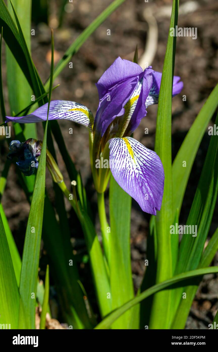 Iris lazica una pianta invernale fiorente con un fiore viola primaverile comunemente noto come Lazistan iris, foto d'azione Foto Stock