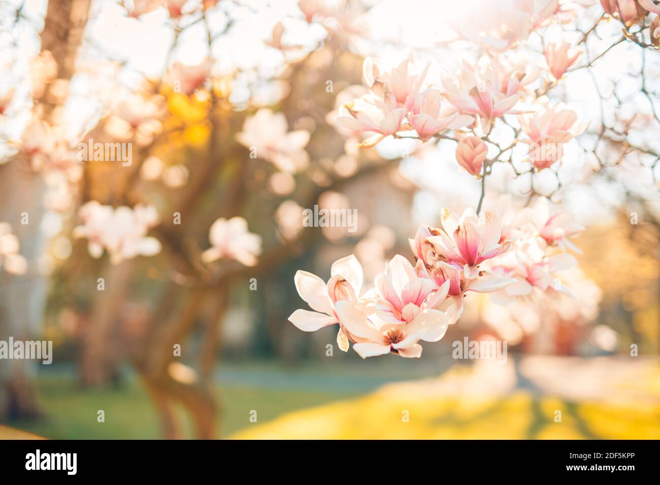 Perfetto sfondo naturale per la primavera o l'estate. Fiori di magnolia rosa e cielo blu tenue come rilassante closeup moody. Primavera natura floreale Foto Stock