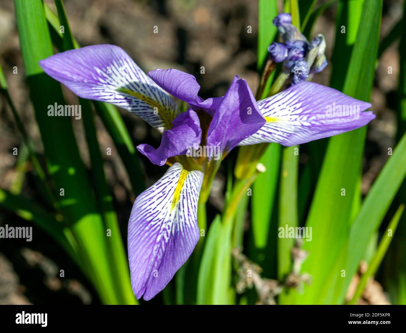 Iris lazica una pianta invernale fiorente con un fiore viola primaverile comunemente noto come Lazistan iris, foto d'azione Foto Stock