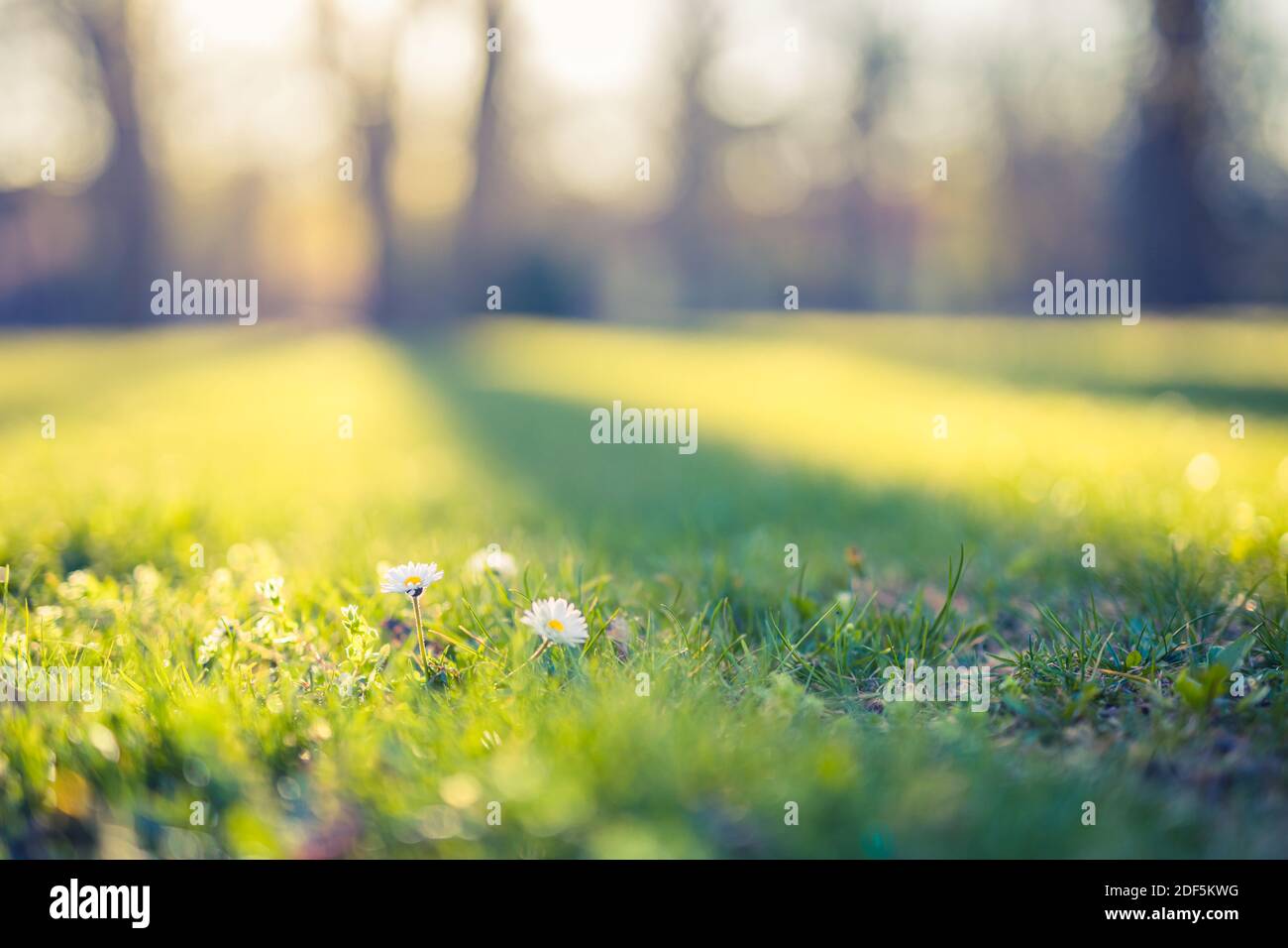 Sogno natura fogliame, prato erba e fiori margherita con luce tramonto, campo natura foresta sfocata. Rilassante ambiente naturale e spazio per fotocopie Foto Stock