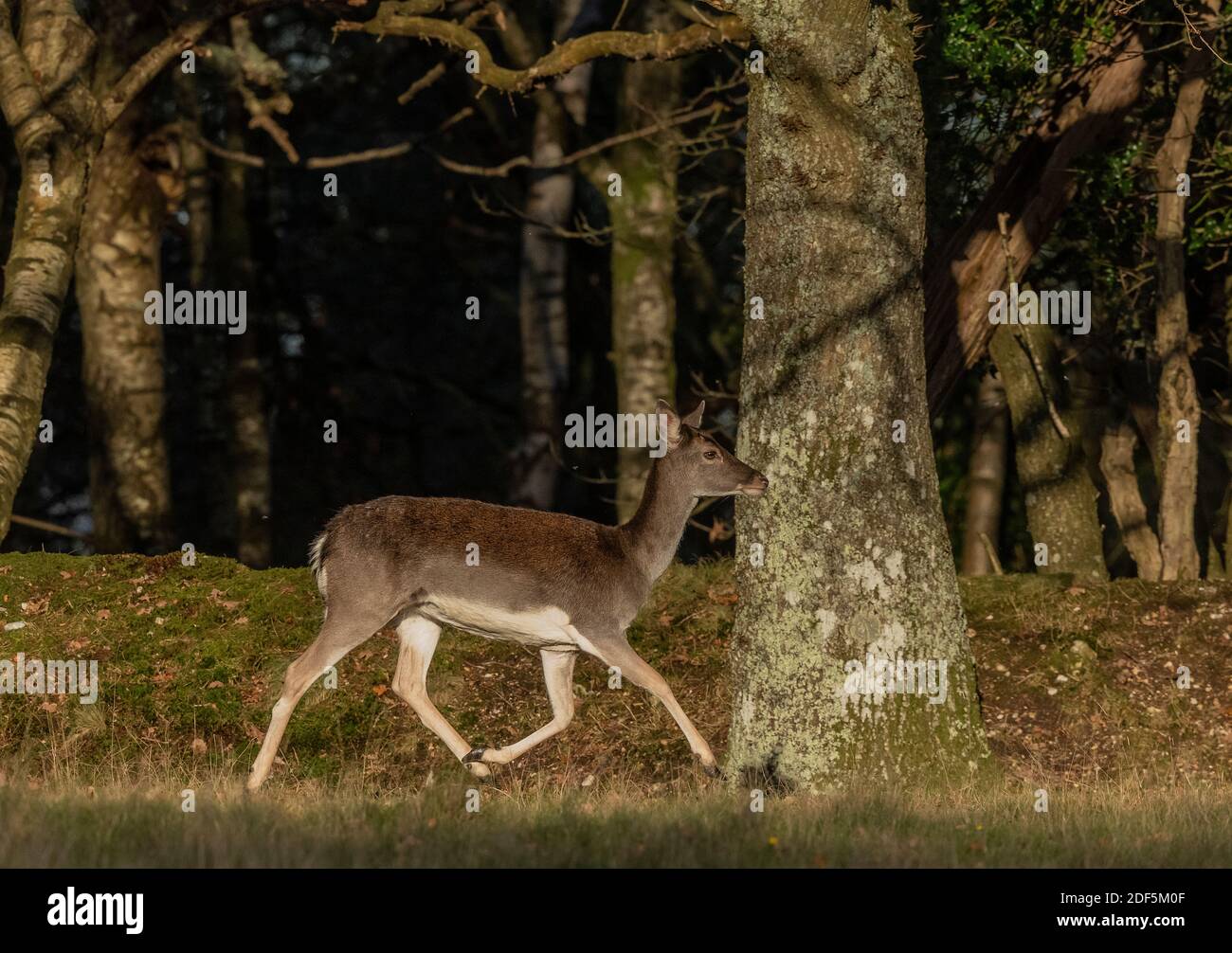 Capriolo femmina, Dama dama, in cappotto invernale, New Forest. Foto Stock