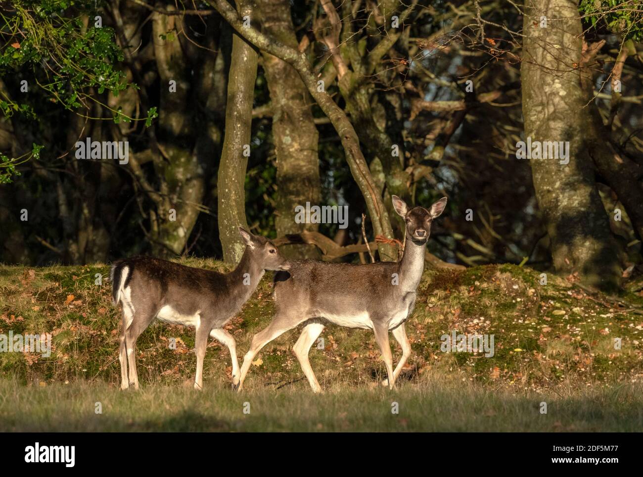 Capriolo femmina, Dama dama, con giovane maschio, in camice invernale, New Forest. Foto Stock