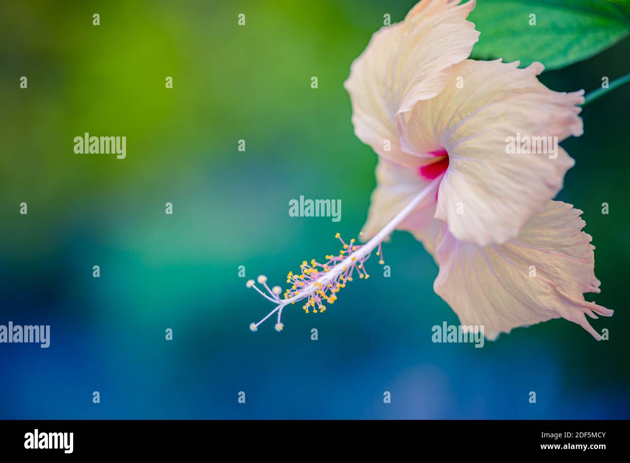 Incredibile natura sfondo floreale, colori pastello, rilassanti fiori in fiore hibiscus. Colori tranquilli e rilassanti sfocati nel verde naturale del giardino Foto Stock