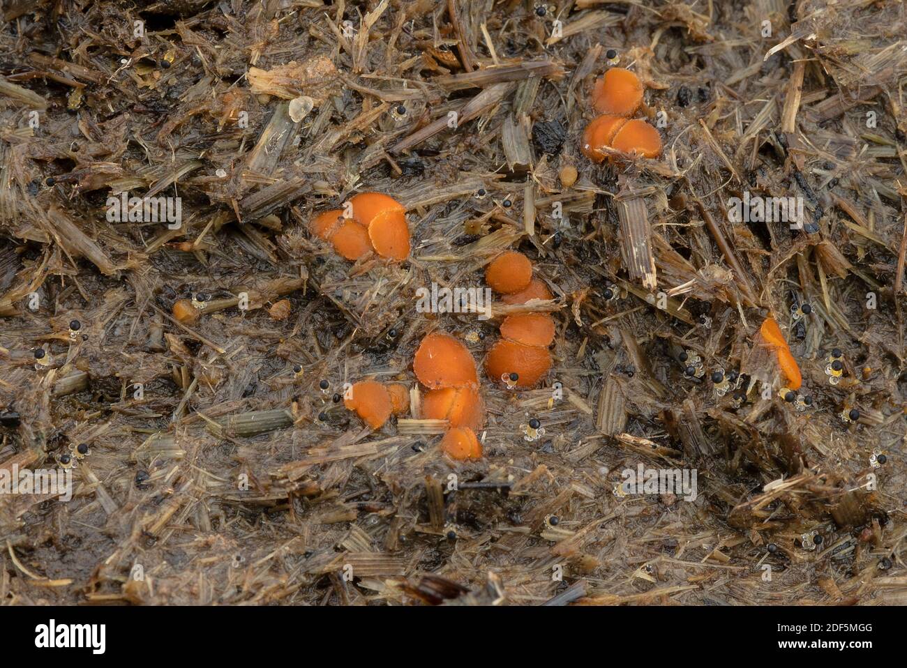 Un piccolo fungo di sterco, Cheilymenia granulata, su sterco di cavallo. Dorset. Foto Stock