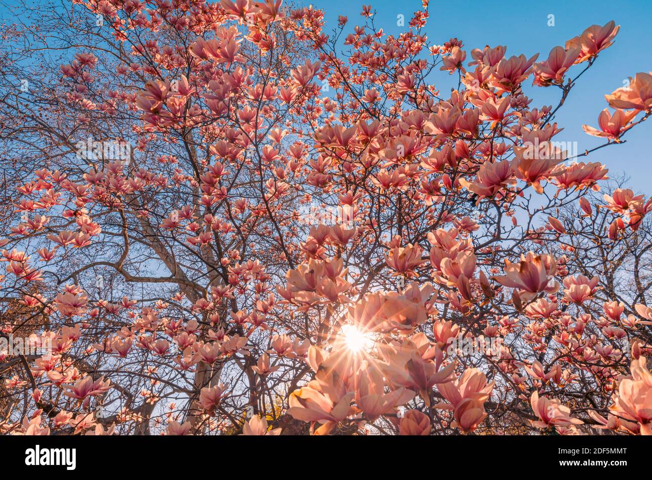 Perfetto sfondo naturale per la primavera o l'estate. Fiori di magnolia rosa e cielo blu tenue come rilassante closeup moody. Fiori naturali incredibili Foto Stock