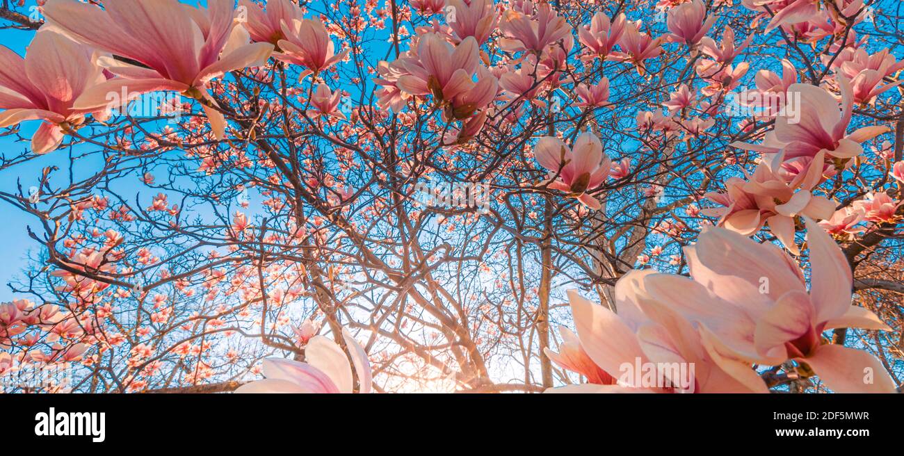 Perfetto sfondo naturale per la primavera o l'estate. Fiori di magnolia rosa e cielo blu tenue come rilassante closeup moody. Fiori naturali incredibili Foto Stock
