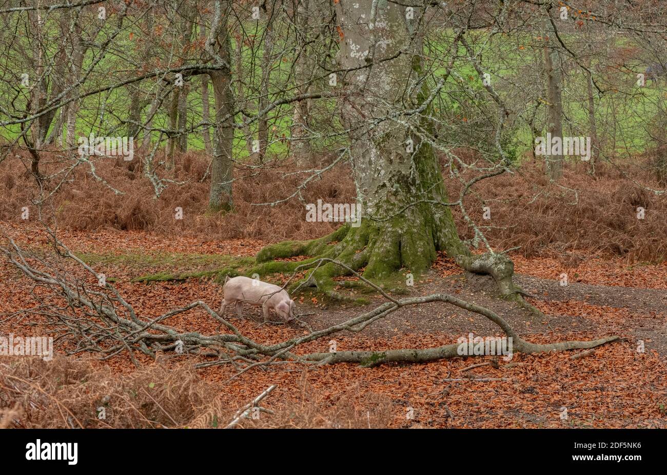 Grande maiale bianco in bosco aperto lungo le acque del Dockens, a Moyles Court. Nuova foresta. Foto Stock
