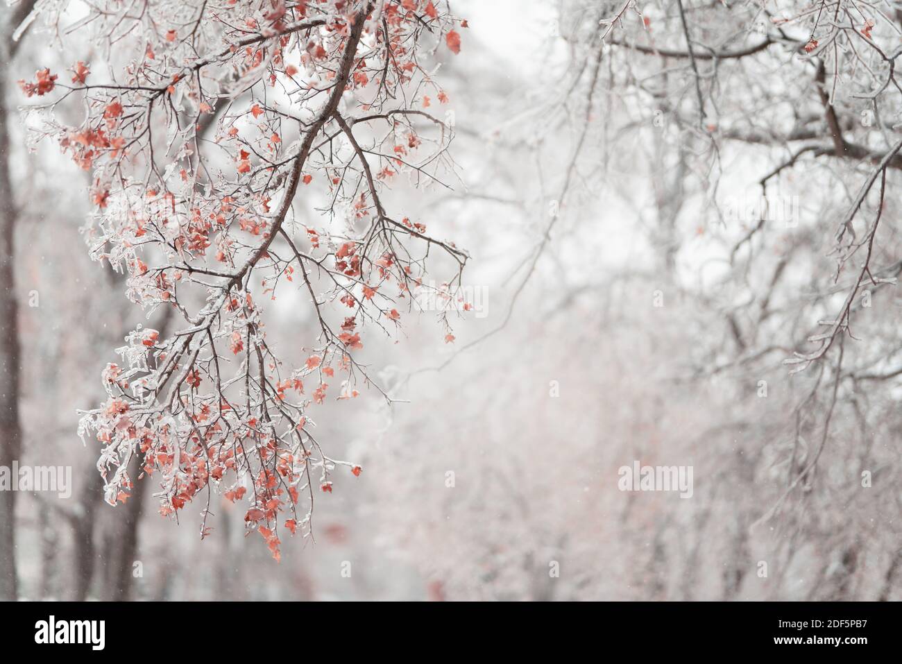 Bella foresta invernale dopo la prima neve pesante Foto Stock