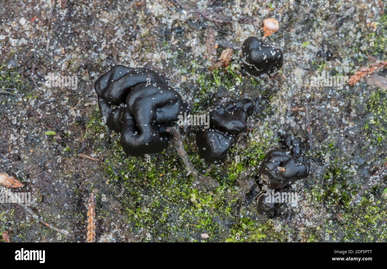 Sabbia Earthtongue, Sabulologlossum arenarium, che cresce in sabbia acida sulle dune di Studland, Dorset. Foto Stock