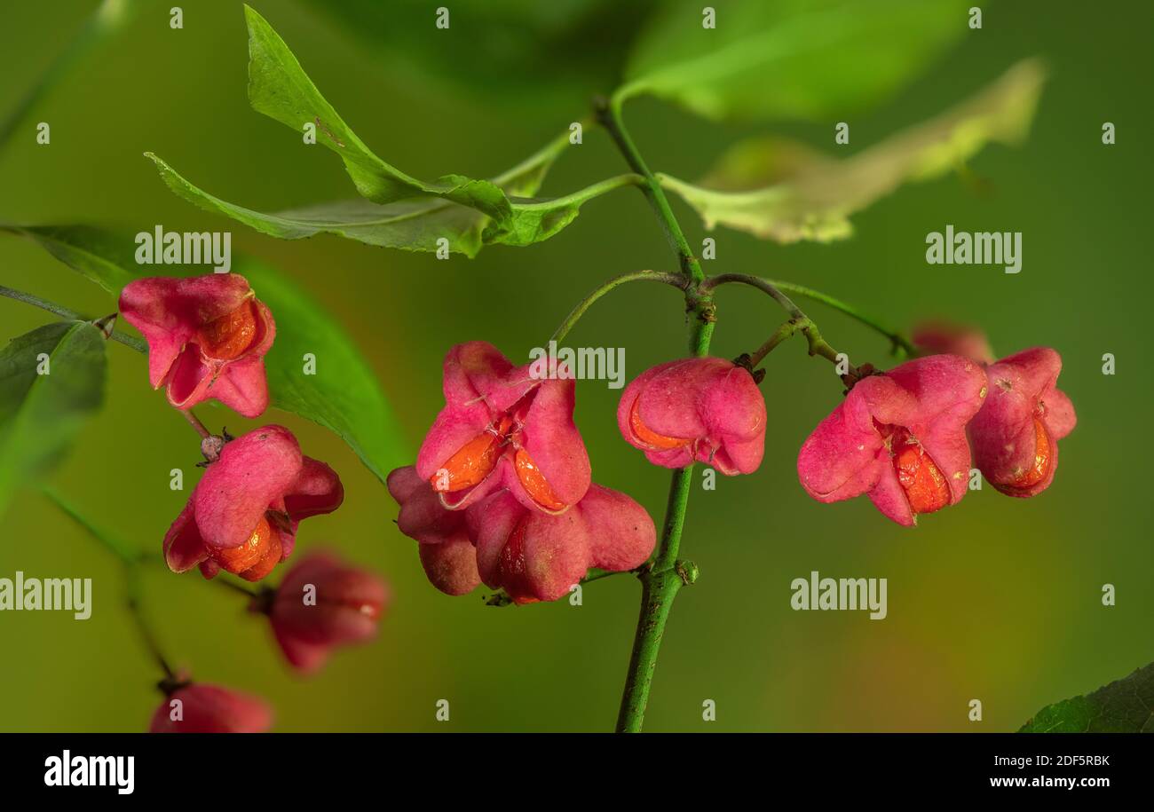 Fuso comune, Euonymus europaeus, nel frutto, con i frutti che si dividono per mostrare i semi e gli arili d'arancia (pseudo-arils). Autunno. Foto Stock