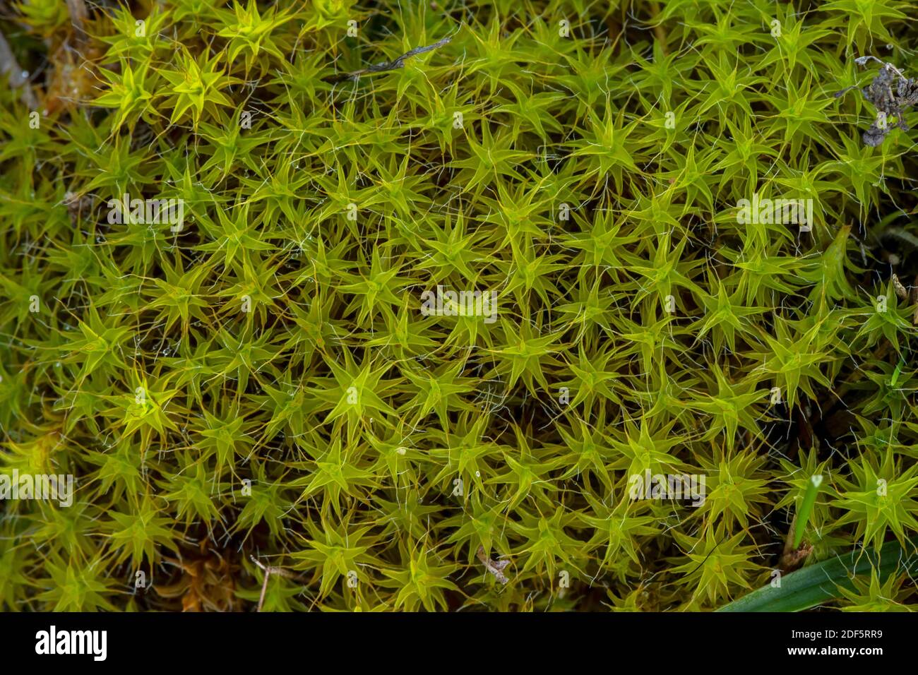 Moss stella di Heath, Campylopus introflexus, - una specie introdotta, sulle dune di sabbia, Devon. Foto Stock