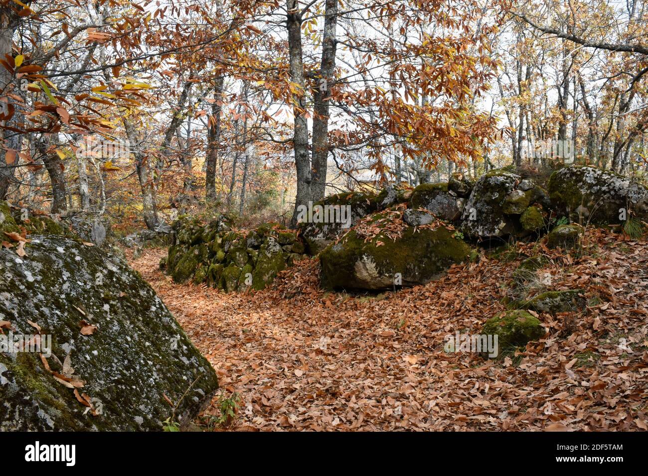 Un percorso pieno di foglie che fanno di un paesaggio d'autunno sognante. Un percorso nel castagneto di Rozas de Puerto Real, nella Comunità di Madrid Foto Stock