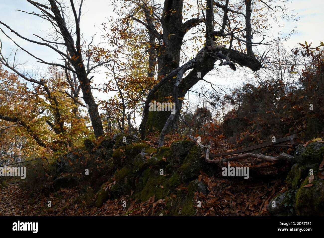 Sagome di castagni in un paesaggio autunnale, all'interno del castagno di Rozas de Puerto Real, nella Comunità di Madrid Foto Stock