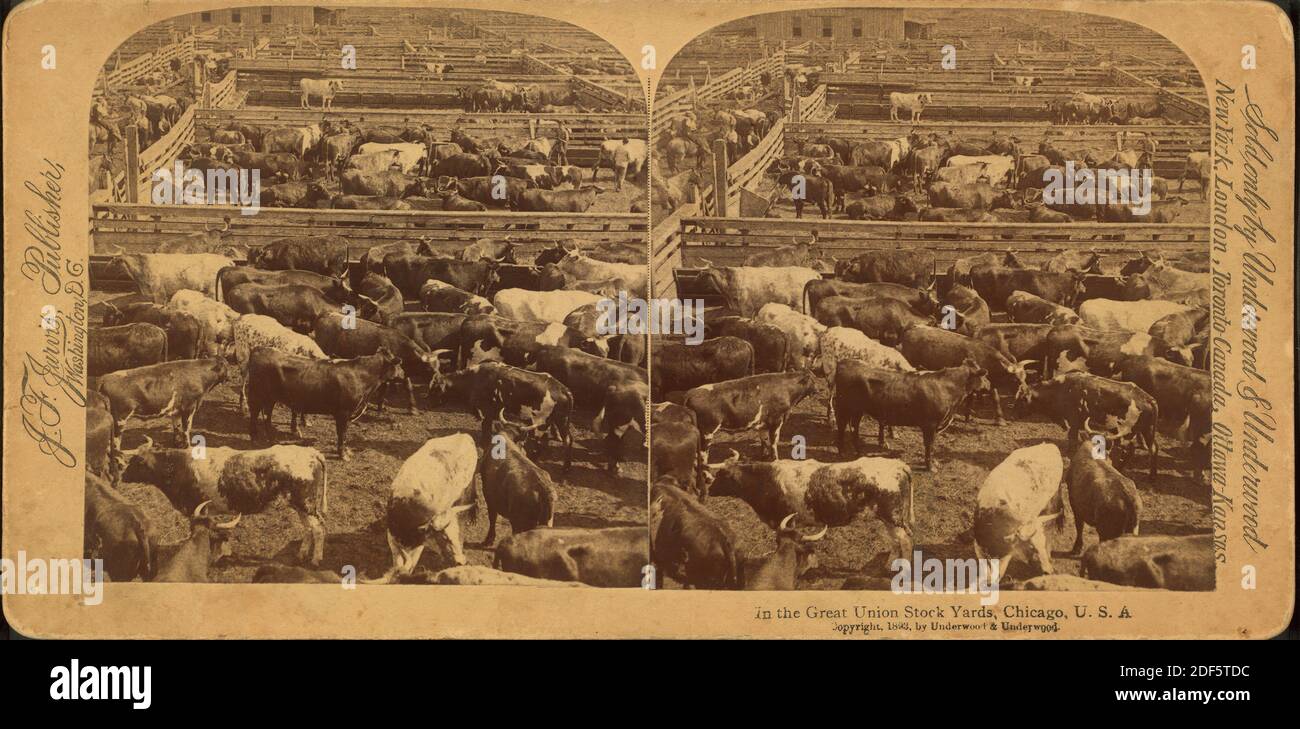 Nel Great Union Stock Yards [Stockyards], Chicago, USA, Still Image, Stereographs, 1890 Foto Stock