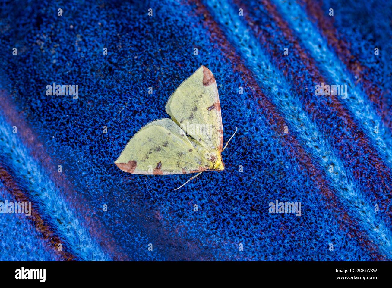 Moth; Opistographtis luteolata; su Blue Pot; UK Foto Stock
