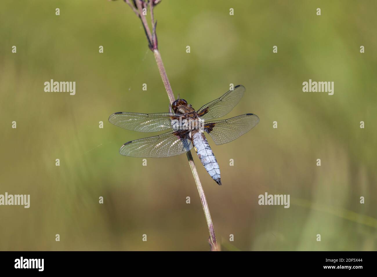 Chaser corposo; Libellula depressa; maschio; UK Foto Stock