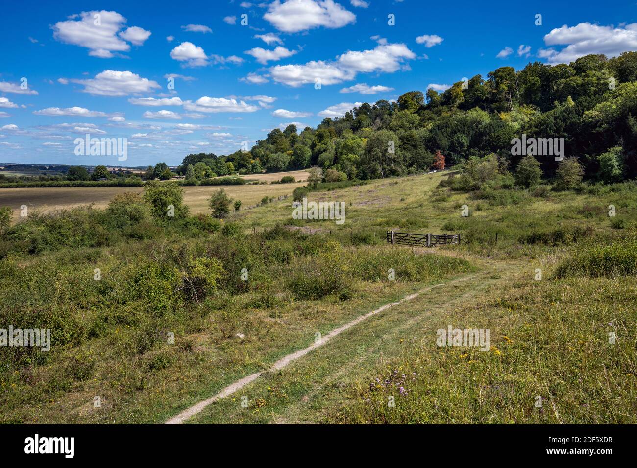 Broughton Down; Riserva Naturale; Hampshire; Regno Unito Foto Stock