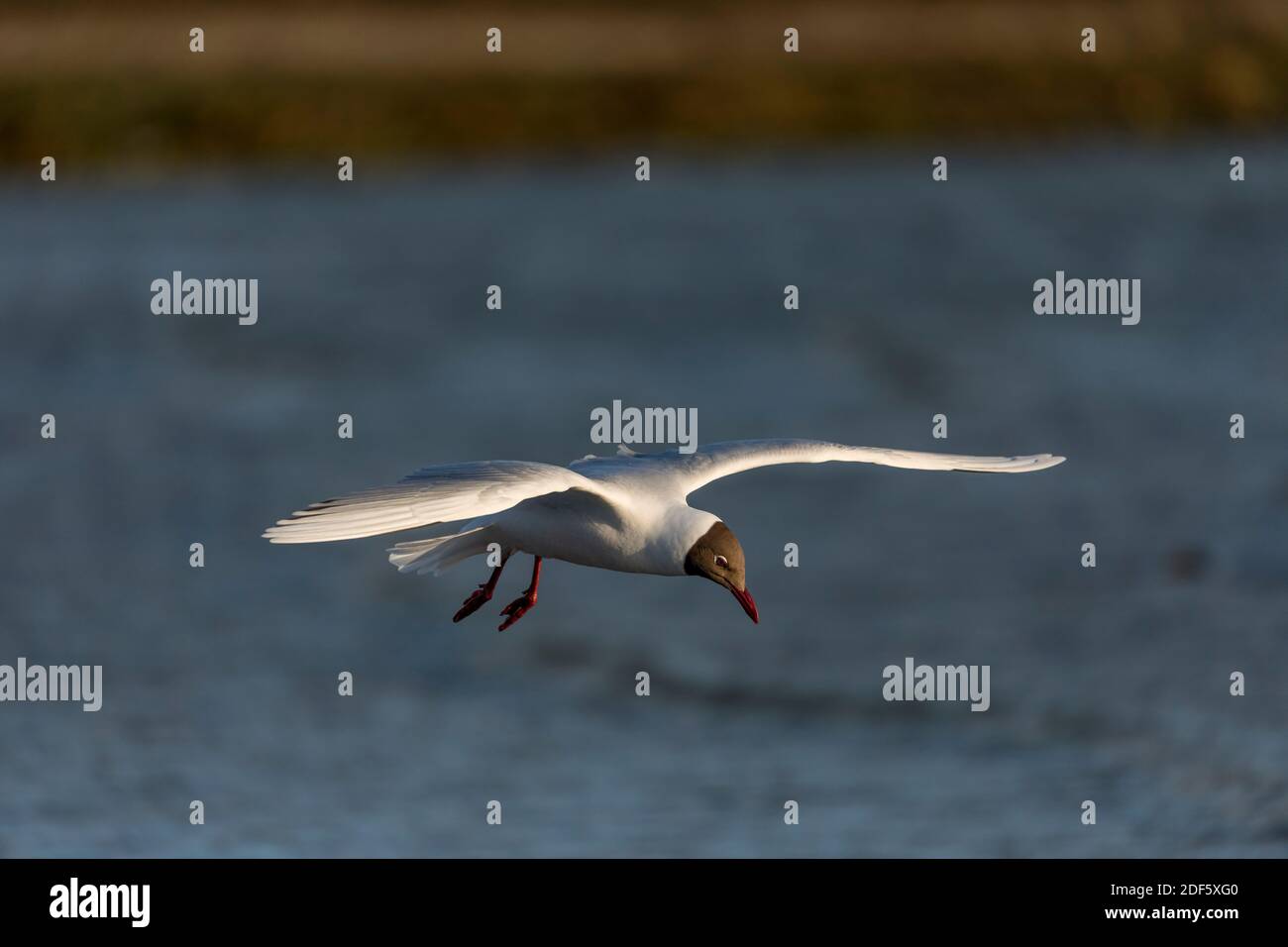 Gabbiano marrone con cappuccio; Chromicocephalus maculipennis; volo; Falklands Foto Stock