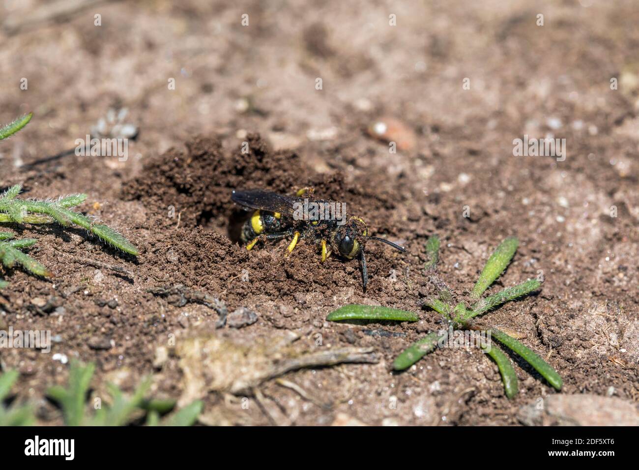 Ornato Digger Wasp; Cerceris rybyensis; a Hole; UK Foto Stock