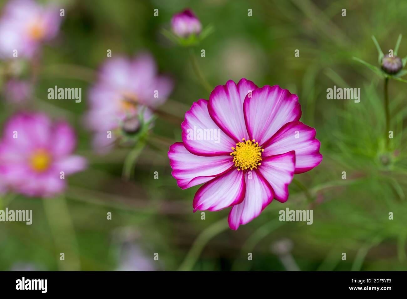 COSMOS Flower; estate; Regno Unito Foto Stock