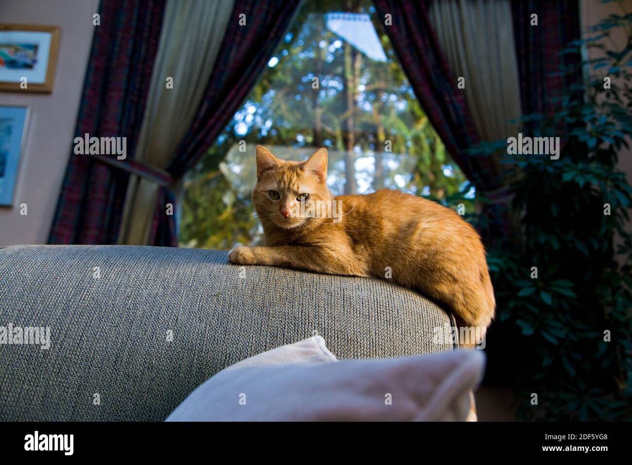 Proprietario di casa, gatto seduto su poltrona Foto Stock