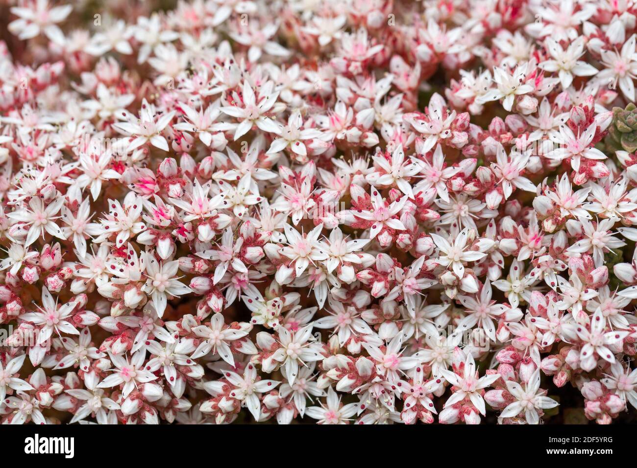 Inglese Stonecrop; Sedum anglicum; fioritura; UK Foto Stock