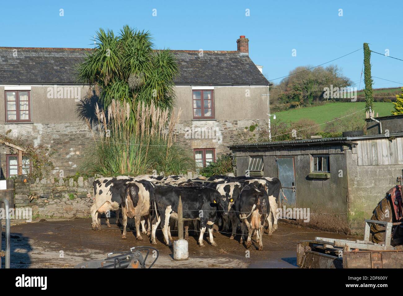 bestiame da latte in un cortile che mangia insilato Foto Stock