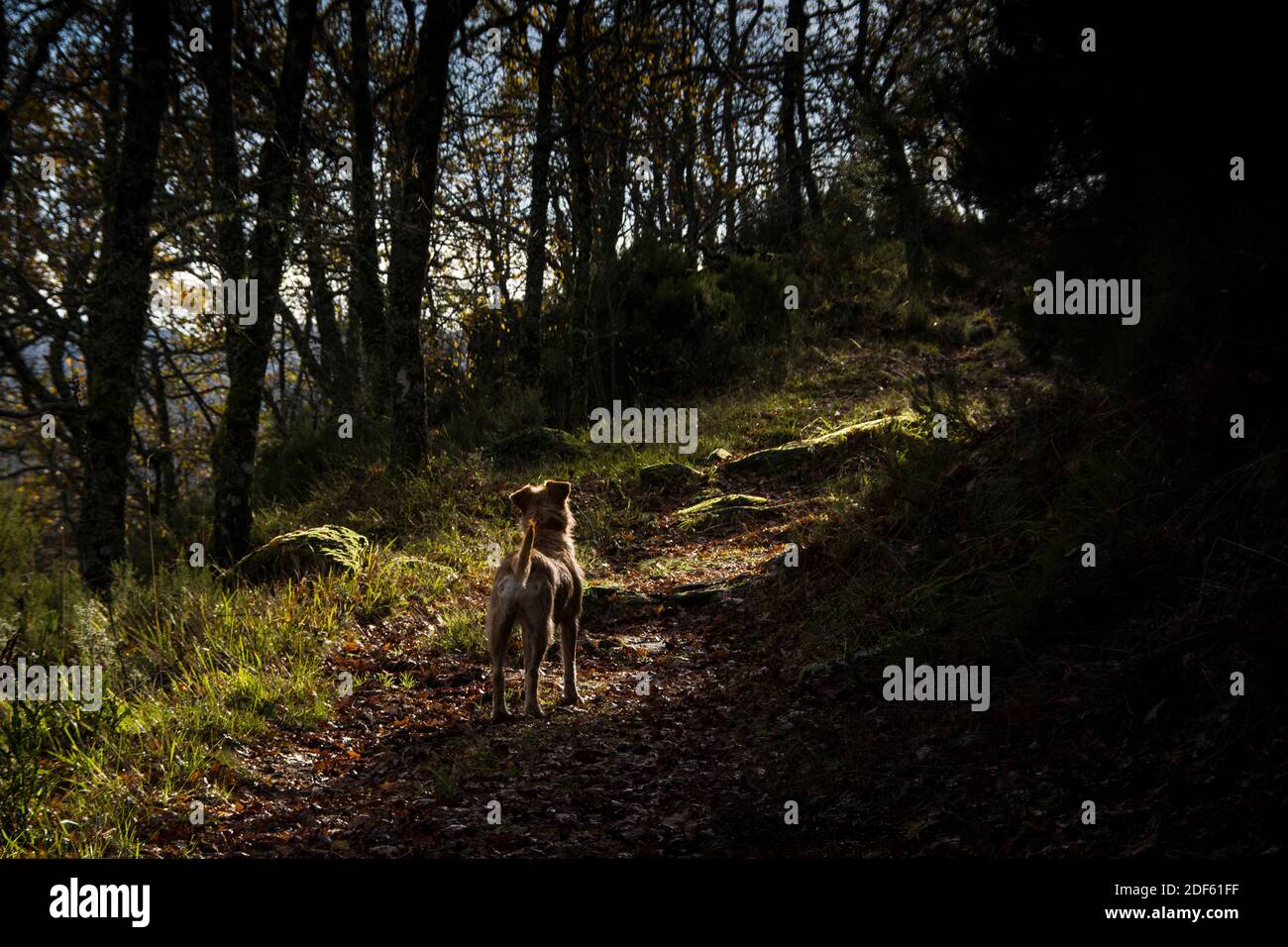 Un cane si trova in un sentiero forestale coperto di autunno foglie come la luce entra attraverso gli alberi al sentiero Foto Stock