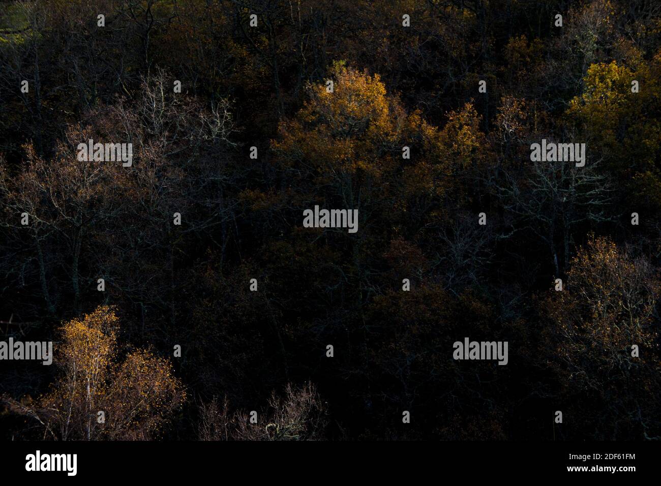 Vista sulla foresta dall'alto della cima del colorato alberi in una giornata di sole autunno illuminando i rami Foto Stock