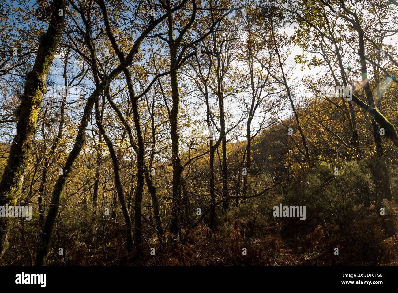 Vista sulla foresta in un giorno di sole autunnale con luce soffusa e ombra al mattino, colori caldi Foto Stock