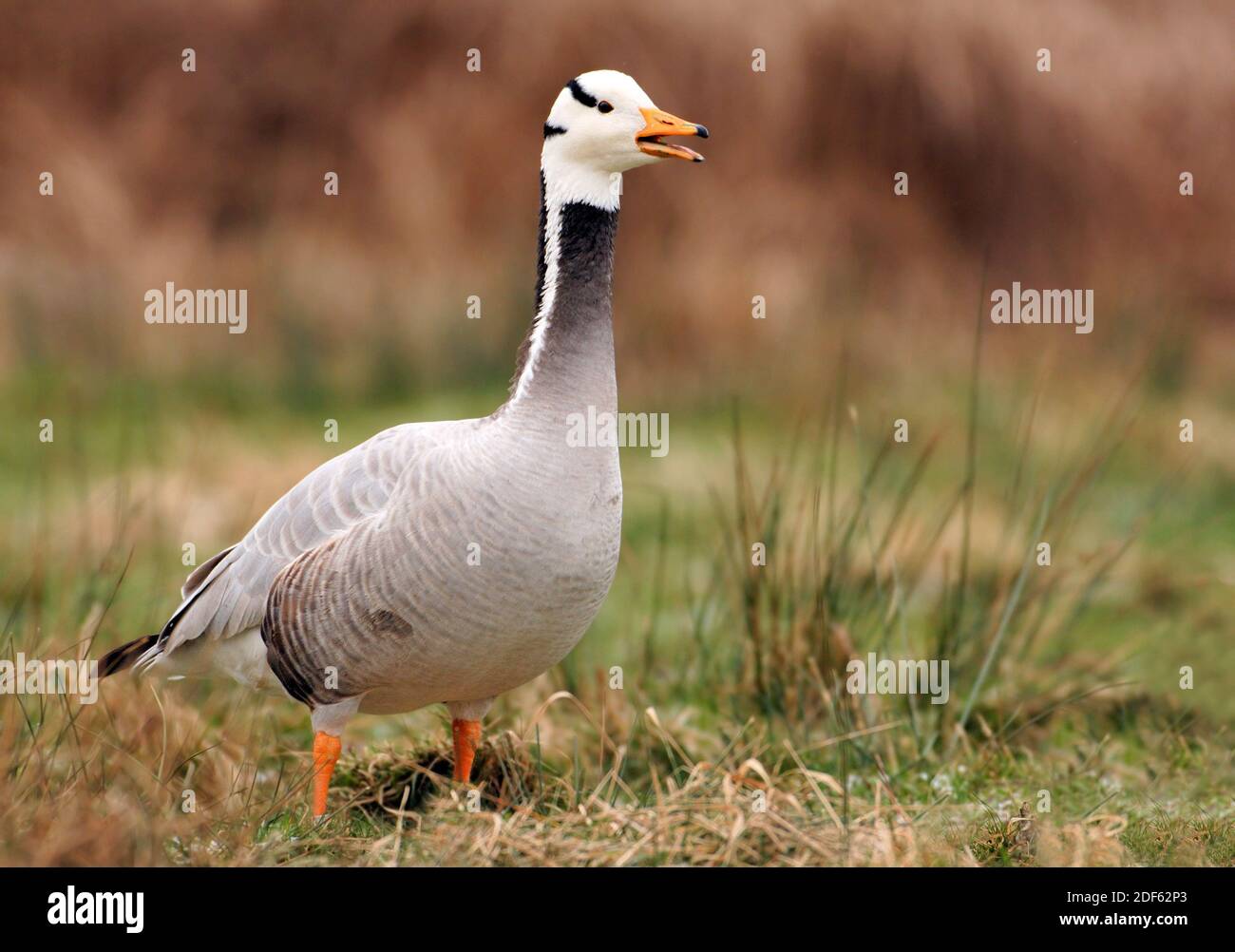 TIER; Tiere; Vogel; Voegel; Gans; Gaense; Gaensevogel; Streifengans, (Anser indicus); Steht, Wiese; Foto Stock