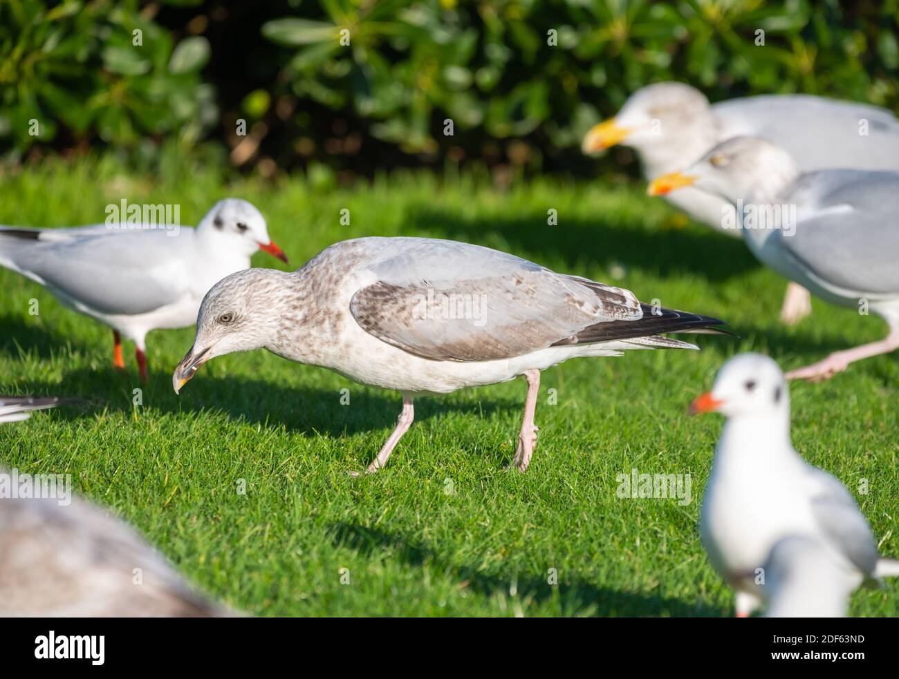 Gabbiani, sia gabbiani di aringa (Larus argentatus) che gabbiani a testa nera (Chromicocephalus ridibundus) sull'erba durante il giorno in inverno in Inghilterra, Regno Unito. Foto Stock
