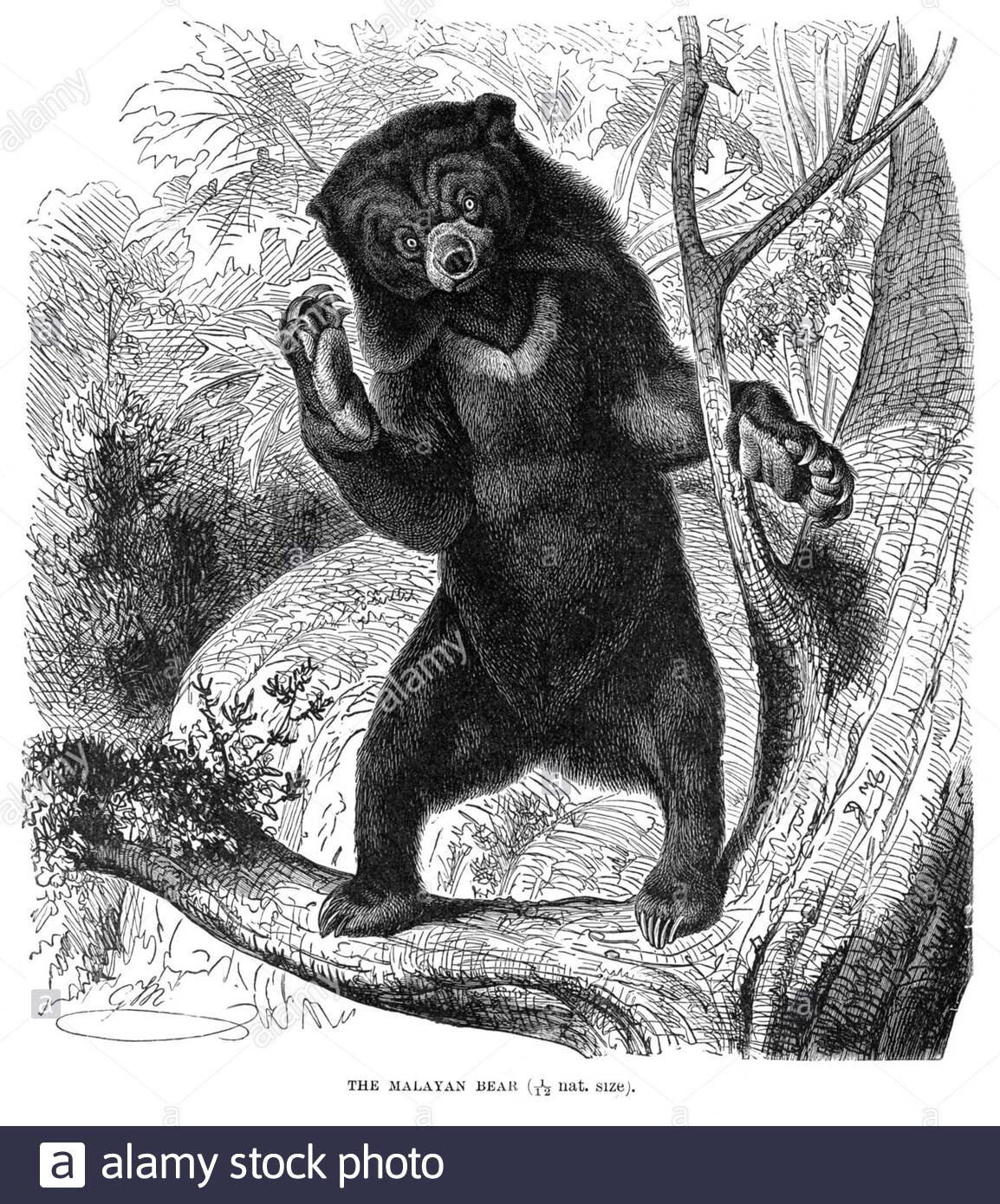 Orso malese (orso del sole), illustrazione d'annata dal 1894 Foto Stock