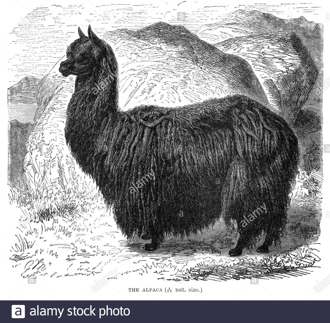 Alpaca, illustrazione vintage del 1894 Foto Stock