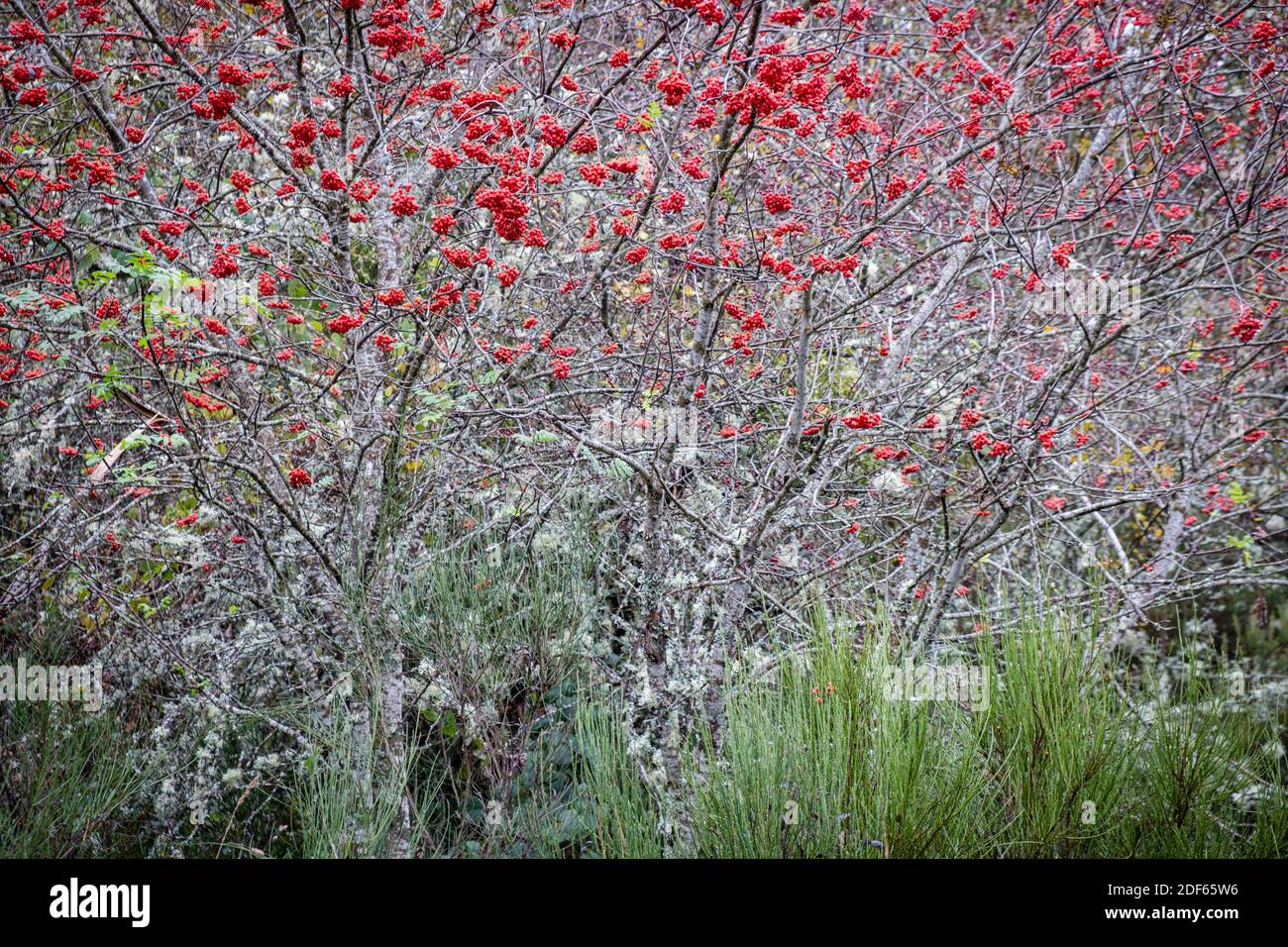 Biancospino con bacche, Crataegus monogyna, Pardomino Foresta, Picos de Europa Parco Regionale, boñar, Castilla-Leon, Spagna. Foto Stock