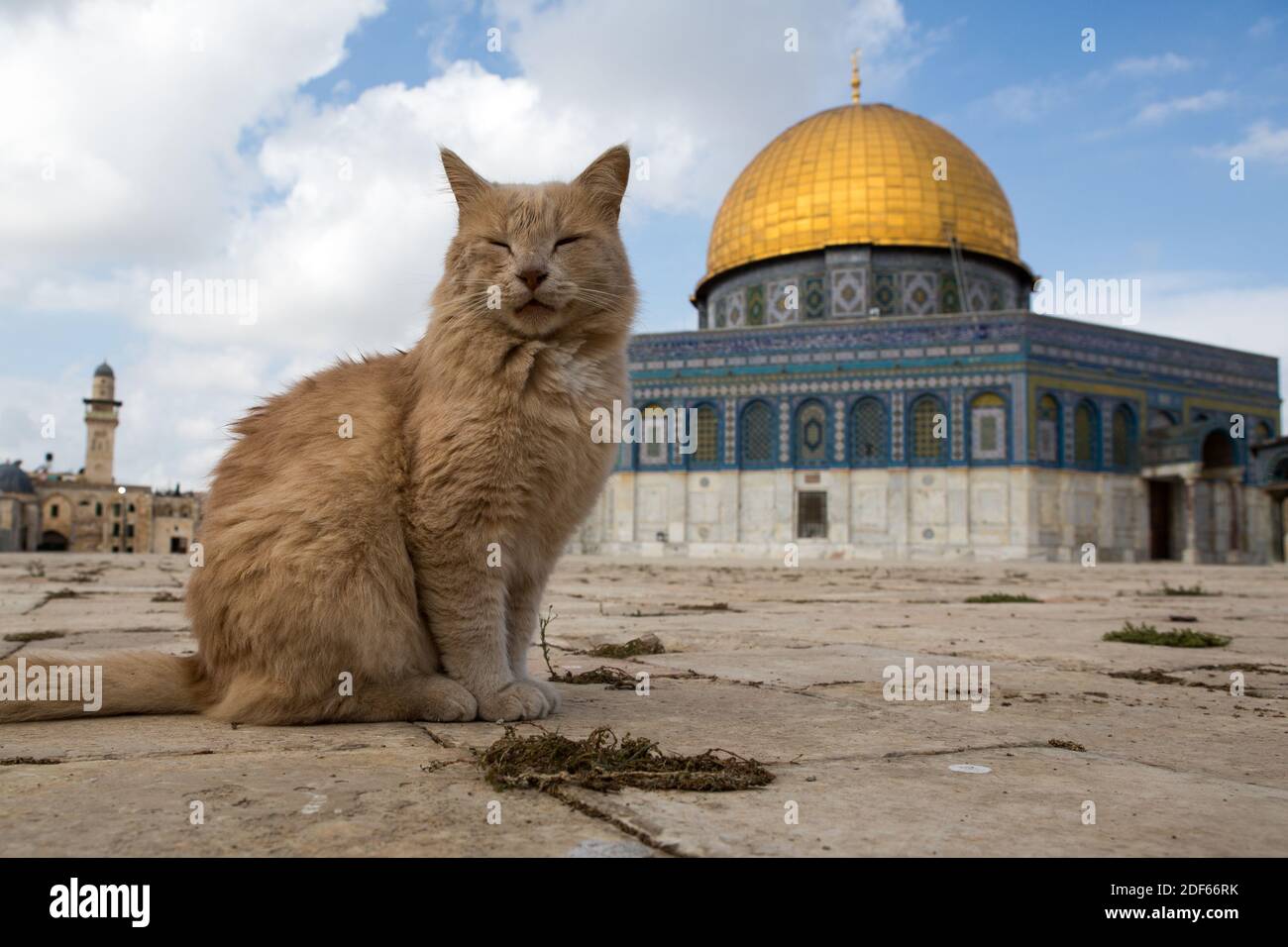 Tempio di montagna a Gerusalemme - cupola della roccia con un gatto Foto Stock