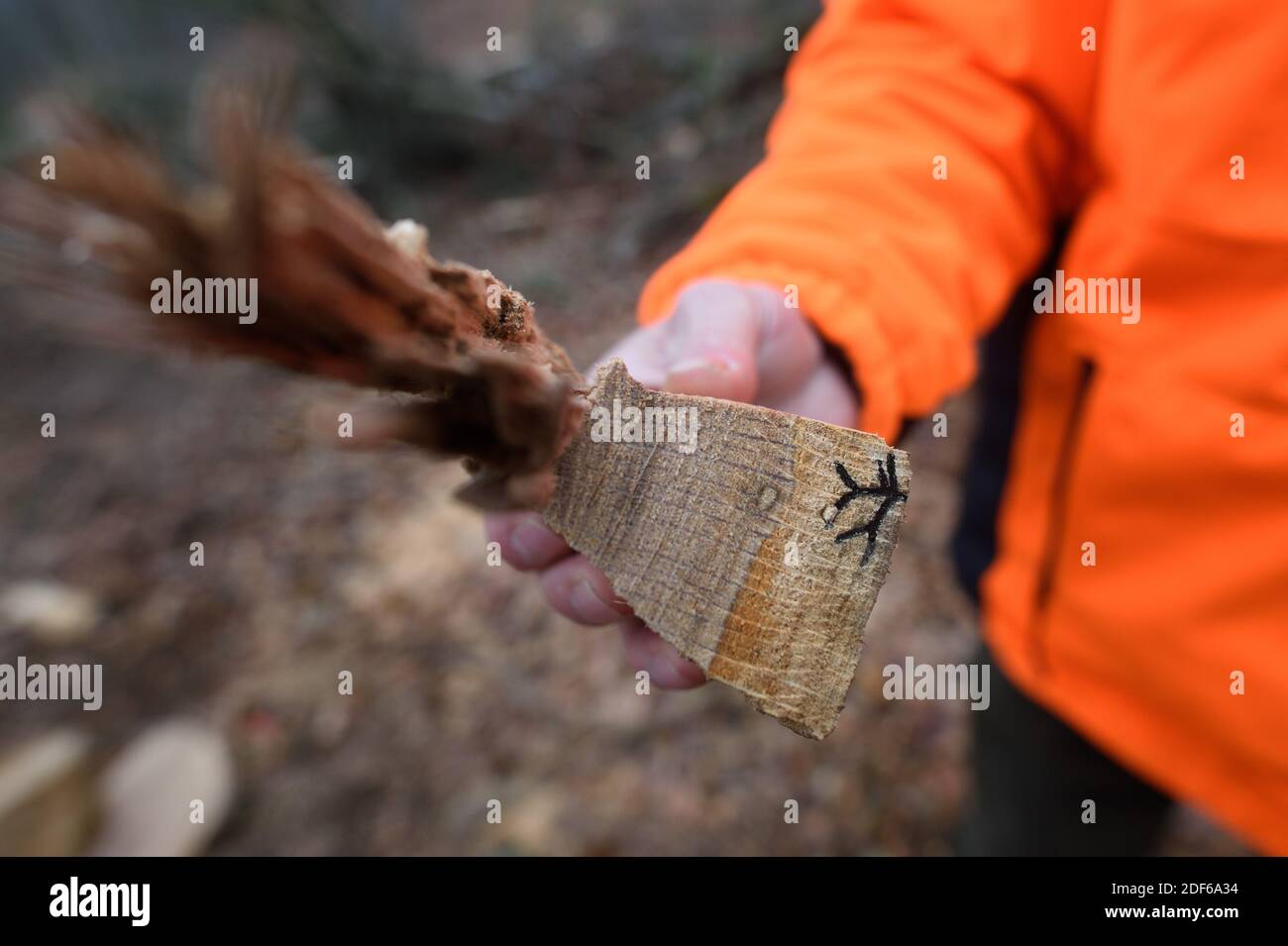 03 dicembre 2020, Sassonia-Anhalt, Süplingen: Un dipendente dell'ufficio forestale di Flechtingen mostra un pezzo di quercia su cui si può vedere il tunnel di alimentazione di un barile di quercia. L'insetto penetra nel cuore dell'albero deciduo, rendendolo inutile per l'industria della lavorazione del legno. Per evitare che il parassita si diffonda, infestato, alberi di quercia malato deve essere abbattuto. Foto: Klaus-Dietmar Gabbert/dpa-Zentralbild/ZB Foto Stock