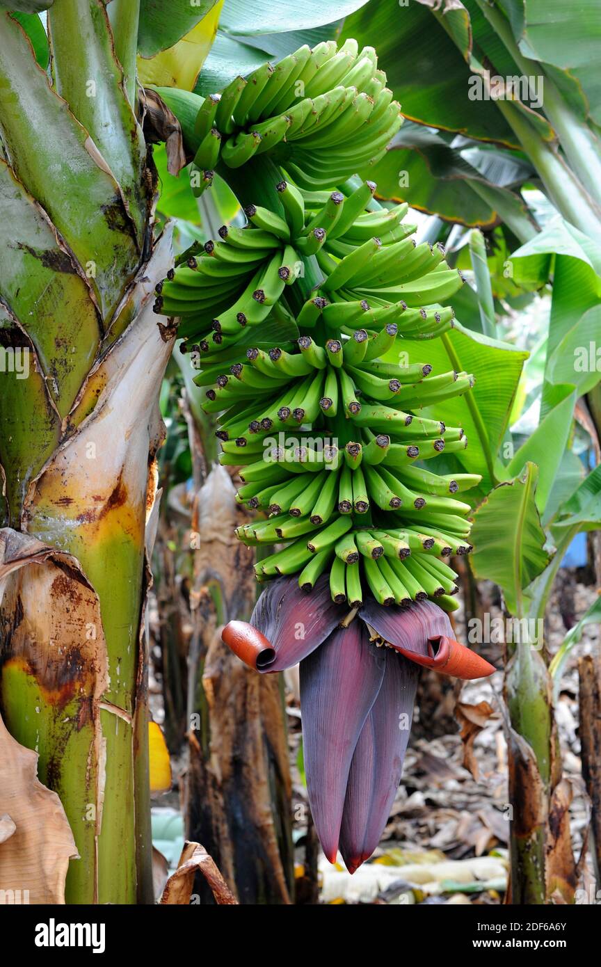 La banana plant (Musa x paradisiaca) è un hibrid tra Musa acuminata e Musa balbisiana. Questa cultivar porta frutti senza semina (partenocarpici); Foto Stock