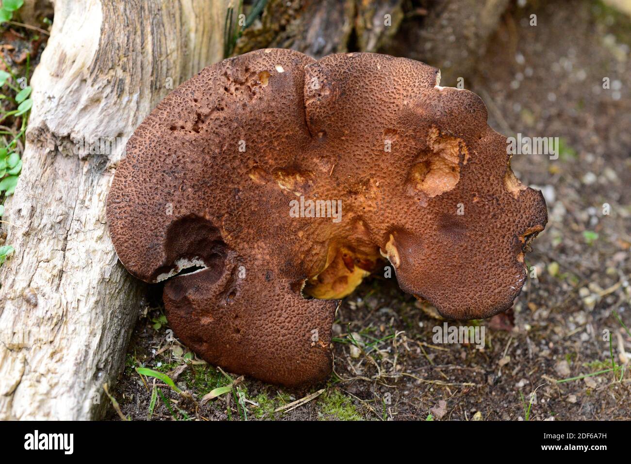 Albatrellus pes-caprae, fungo commestibile. Polyporaceae. Nome locale sabatera. Beechwood Montseny Biosfera Reserve, Barcellona-Girona (Catalogna, Spagna). Foto Stock
