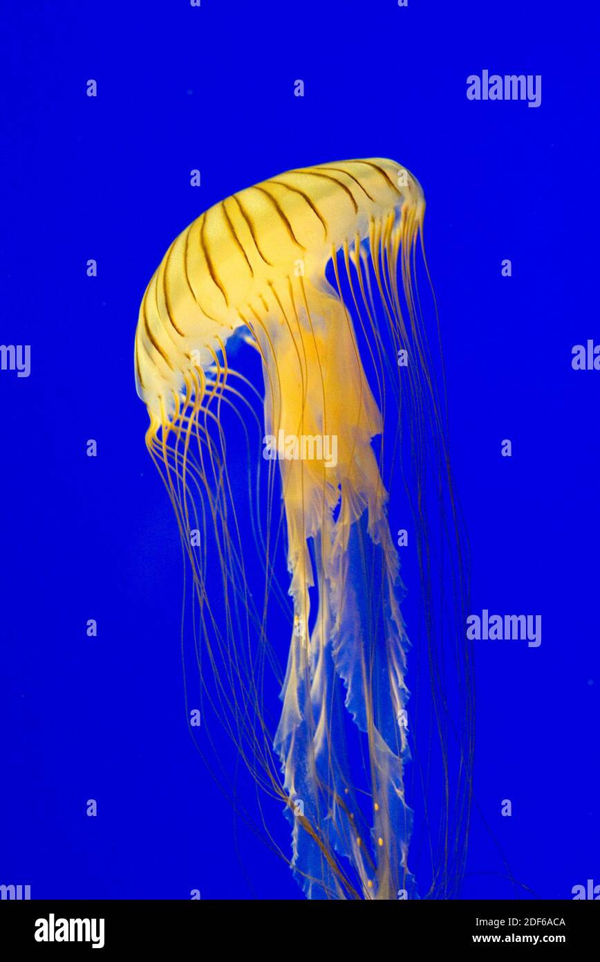La medusa bruna o ortica del mare del nord (Crisaora melanaster) è una medusa carnivora. Vive nell'oceano artico e del Pacifico settentrionale. Foto Stock