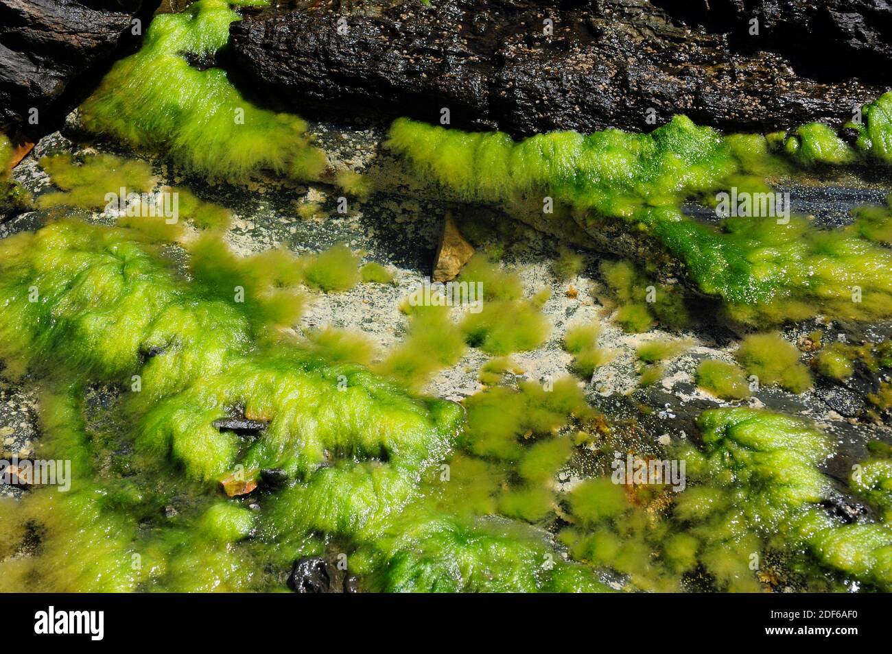 Alghe Chaetomorfa aerea (Chlorophyta). Alghe verdi. Cabo Creus, Girona, Catalogna, Spagna. Foto Stock