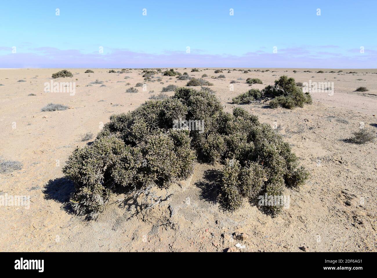 Arthraerua leubnitziae (Arthraerua leubnitziae) è un arbusto perenne originario della Namibia. Angiospermi. Amarantaceae. Swakopmund. Foto Stock