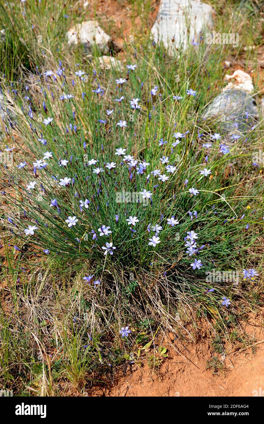 La corsa alla fioritura (Aphyllanthes monspeliensis) è un'erba perenne endemica del bacino del Mediterraneo occidentale. Angiospermi. Asparagaceae. Garraf Naturale Foto Stock