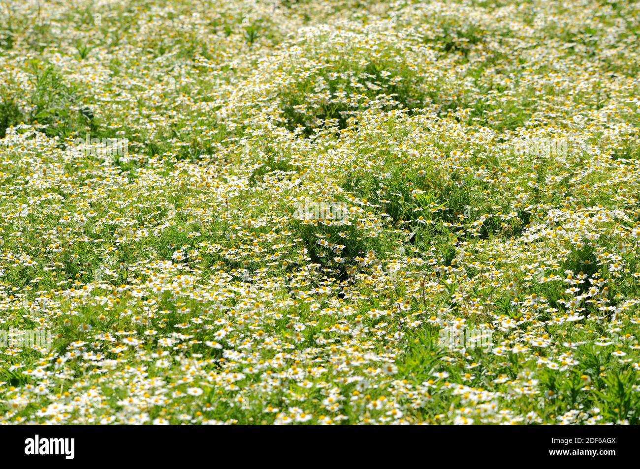 La camomilla di mais o la mayweed (Anthemis arvensis) è un'erba annuale originaria dell'Europa. Angiospermi. Asteraceae. Maiorca, Isole Baleari, Spagna. Foto Stock