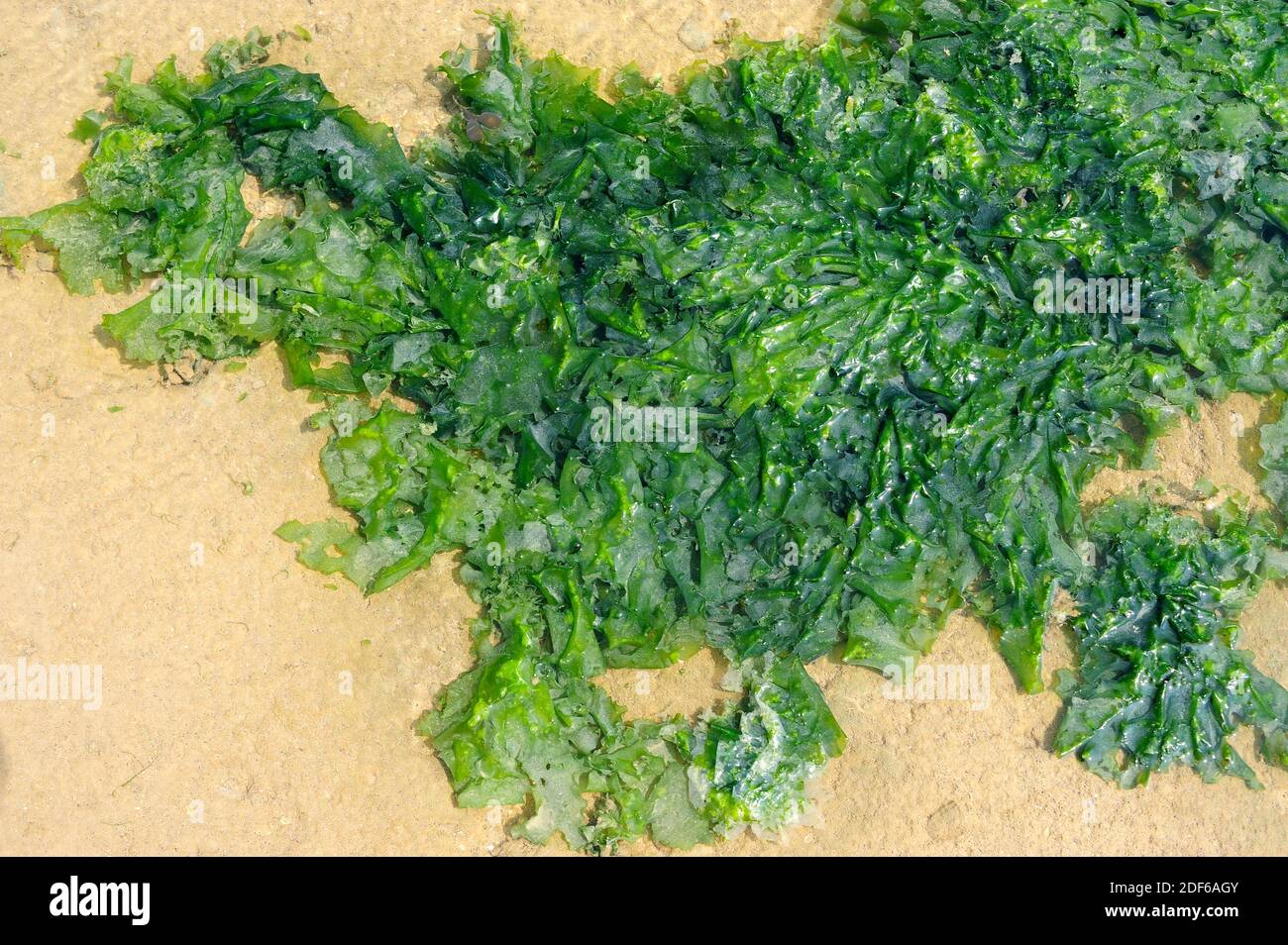 La lattuga marina (Ulva lactuca) è un'alga verde commestibile di distribuzione mondiale. Clorofita. Ulvales. Ulvaceae. Costa della Bretagna, Francia. Foto Stock