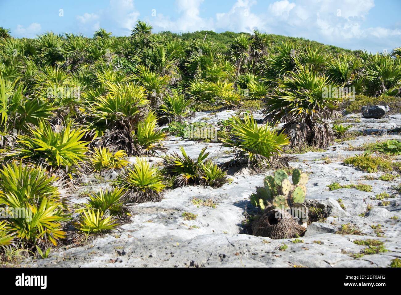 La palma di Paurotis (Acoelorraphe wrightii) è originaria delle Bahamas, dei Caraibi, dell'America Centrale e del Messico sudorientale; ha naturalizzato in Florida Foto Stock