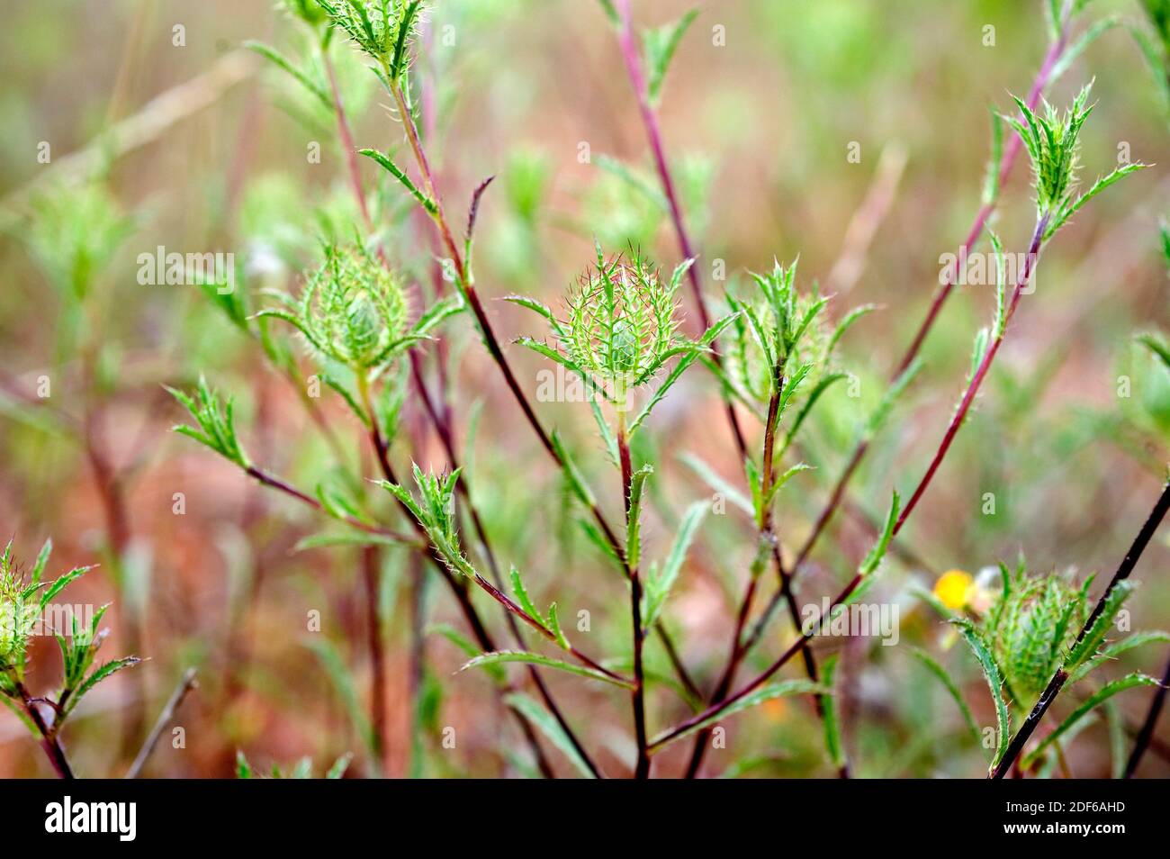 L'aractylis cancelata è un'erba annuale originaria della regione mediterranea. Angiospermi. Asteraceae. Onda, Castellon, Spagna. Foto Stock