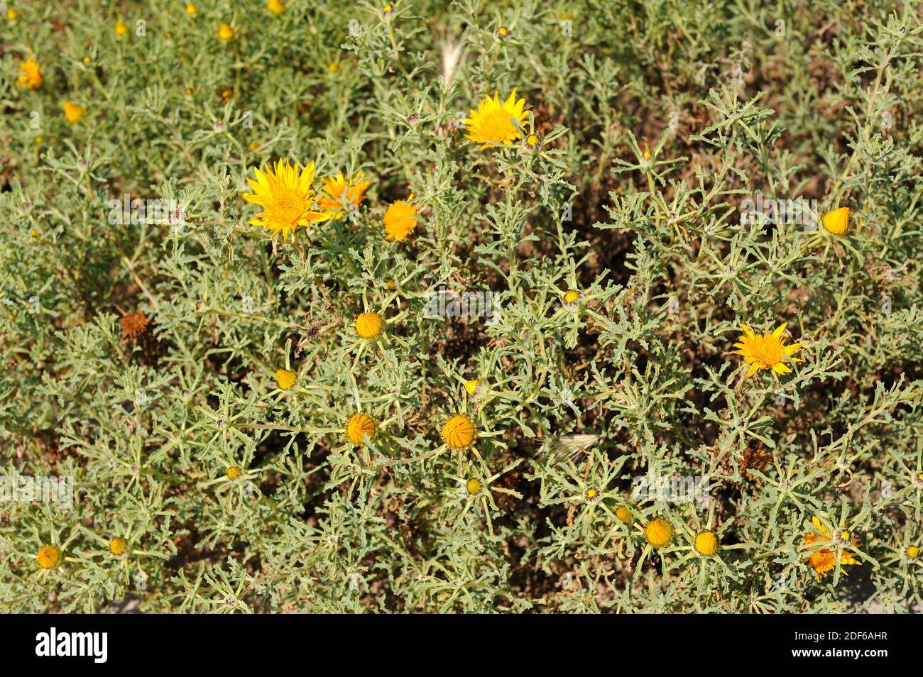 Anvillea radiata è una pianta perenne endemica del deserto del Sahara. Angiospermi. Asteraceae. Marocco. Foto Stock