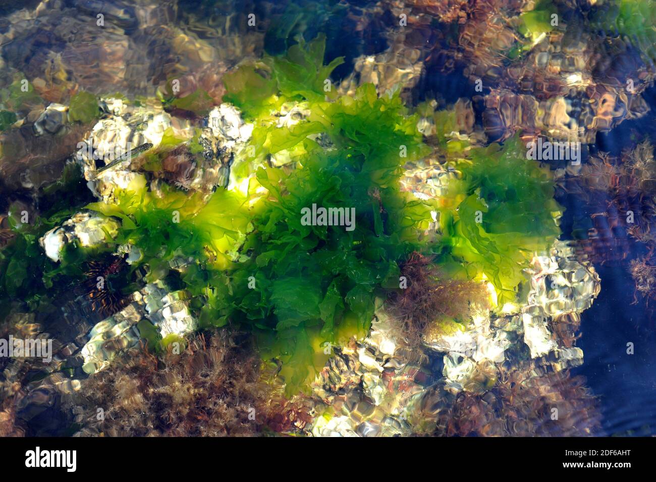 La lattuga marina (Ulva lattuga) è un'alga verde commestibile. Clorofita. Ulvales. Ulvaceae. Cabo Creus, Girona, Catalogna, Spagna. Mar Mediterraneo. Foto Stock